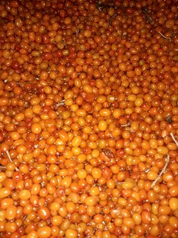 šaltalankio uogos 20 t