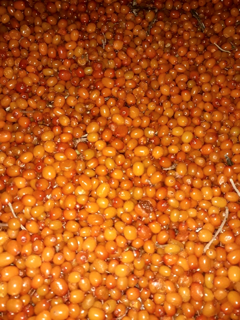 šaltalankio uogos 20 t