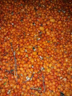 Šaltalankių uogų atskyrimas nuo šakų