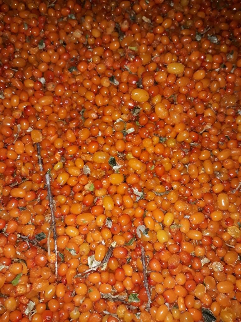 Šaltalankių uogų atskyrimas nuo šakų