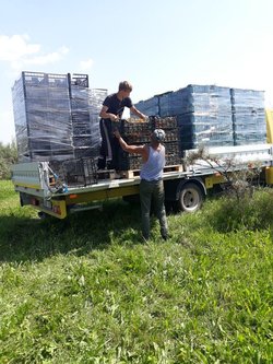 Šaltalankių šakų su uogomis sušaldymas iki -18oC